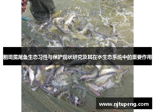 粗斑魔尾鱼生态习性与保护现状研究及其在水生态系统中的重要作用
